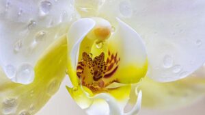 Leia mais sobre o artigo Expoá 2022: exposição de orquídeas e plantas ornamentais começa neste sábado em Poá