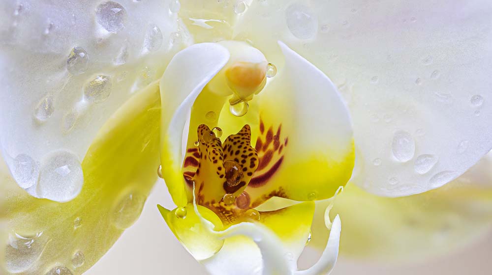 Você está visualizando atualmente Expoá 2022: exposição de orquídeas e plantas ornamentais começa neste sábado em Poá